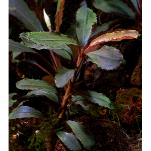 БУЦЕФАЛАНДРА БРАУНИ КАПУАС - bucephalandra kapuas brownie