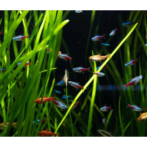 ВАЛЛИСНЕРИЯ - Vallisneria