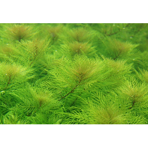 ПЕРИСТОЛИСТНИК - Myriophyllum sp.