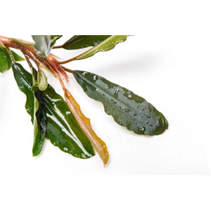 БУЦЕФАЛАНДРА АРТЕМИС - Bucephalandra Artemis