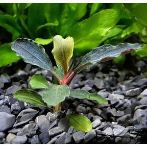 БУЦЕФАЛАНДРА КРАСНАЯ МИНИ - Bucephalandra red mini