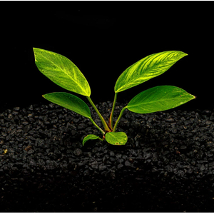 АНУБИАС КОНГО