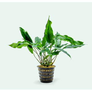 АНУБИАС УЗКОЛИСТНЫЙ (МИНИМА)