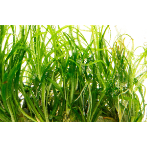 ЭХИНОДОРУС НЕЖНЫЙ - Echinodorus tenellus