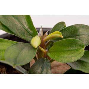 БУЦЕФАЛАНДРА ЯБЛОЧНЫЙ ЛИСТ - Bucephalandra apple leaf