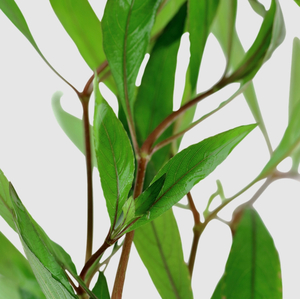 ГИГРОФИЛА КОРИМБОЗА ЛИМОННИК - Hygrophila corymbosa