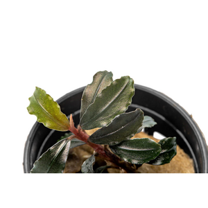 БУЦЕФАЛАНДРА БРАУНИ КАПУАС - bucephalandra kapuas brownie