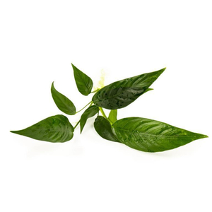 АНУБИАС ЛАНЦЕТОВИДНЫЙ