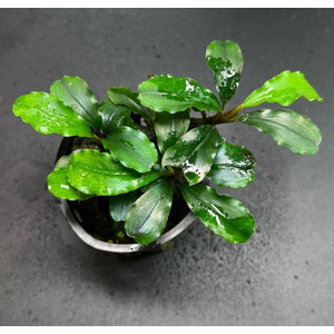 БУЦЕФАЛАНДРА ЗЕЛЕНАЯ ВОЛНА