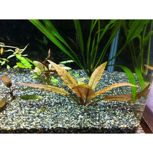 КРИПТОКОРИНА УНДУЛАТА - Cryptocoryne undulata