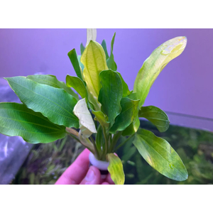 ЭХИНОДОРУС УРУГВАЙСКИЙ ТРИКОЛОР