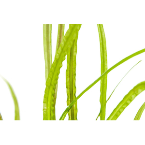 КРИПТОКАРИНА РЕТРОСПИРАЛИС (ОБРАТНОСПИРАЛЬНАЯ)