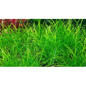 ЭХИНОДОРУС НЕЖНЫЙ - Echinodorus tenellus