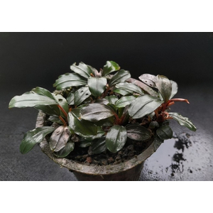 БУЦЕФАЛАНДРА АЛАМАНДА - Bucephalandra alamanda