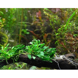 АНУБИАС НАНА ПАКСИНГ КОМПАКТ