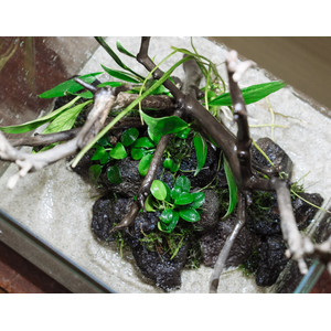 АНУБИАС БАРТЕРИ НАНА ПЕТИТ