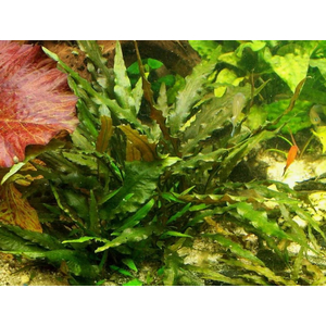 КРИПТОКОРИНА УНДУЛАТА - Cryptocoryne undulata