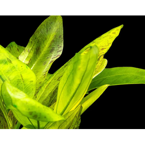 ЭХИНОДОРУС ШЛЮТЕРА