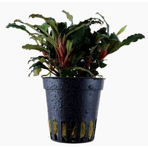 БУЦЕФАЛАНДРА КРАСНАЯ МИНИ