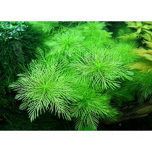 ПЕРИСТОЛИСТНИК - Myriophyllum sp.
