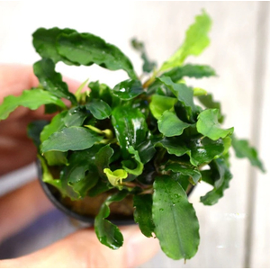 БУЦЕФАЛАНДРА ЗЕЛЕНАЯ ВОЛНА