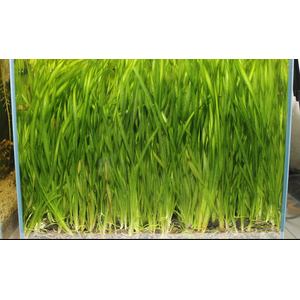 ВАЛЛИСНЕРИЯ - Vallisneria