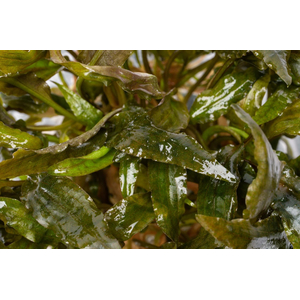 КРИПТОКОРИНА ТРОПИКА - Cryptocoryne Tropica