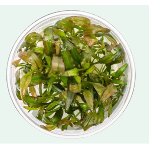 КРИПТОКОРИНА ВАЛЛИСИ - Cryptocoryne wallisii