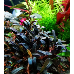 БУЦЕФАЛАНДРА МИНИ ЧЕРНЫЙ КОВЕР