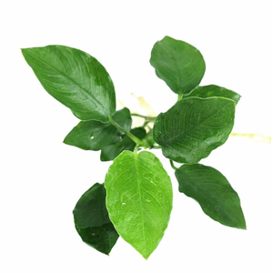 АНУБИАС ОСТРОЛИСТНЫЙ КОРОТКИЙ