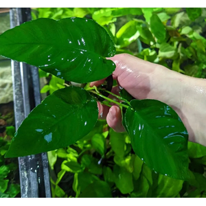 АНУБИАС БАРТЕРА КРИСПУС - Anubias barteri crispus