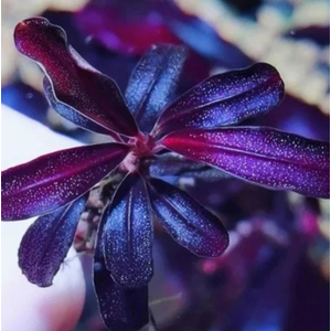 БУЦЕФАЛАНДРА БРАУНИ ФИОЛЕТОВАЯ