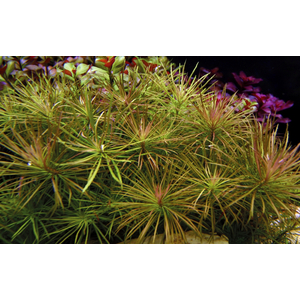 ПОГОСТЕМОН ОКТОПУС - Pogostemon octopus