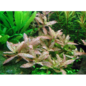 ГИГРОФИЛА УЗОРЧАТАЯ РОЗОВАЯ - Hygrophila rosanervig