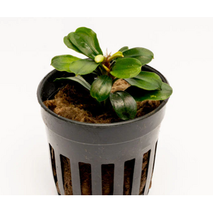 БУЦЕФАЛАНДРА ЯБЛОЧНЫЙ ЛИСТ - Bucephalandra apple leaf