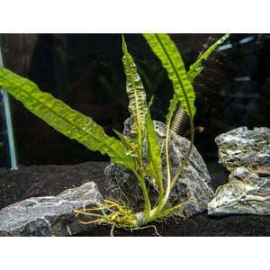 КРИПТОКОРИНА БАЛАНСЕ - Cryptocoryne balansae