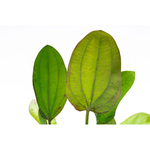 Растение на кочке ЭХИНОДОРУС ИМПАЙ