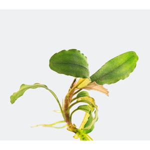 БУЦЕФАЛАНДРА АРТЕМИС - Bucephalandra ArtemisБУЦЕФАЛАНДРА АРТЕМИС - Bucephalandra Artemis