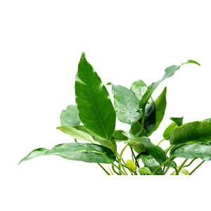 АНУБИАС ОСТРОЛИСТНЫЙ КОРОТКИЙ