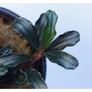 БУЦЕФАЛАНДРА ГРАППА КРАСНАЯ МИНИ - Bucephalandra 'Grappa Red Mini'БУЦЕФАЛАНДРА ГРАППА КРАСНАЯ МИНИ - Bucephalandra 'Grappa Red Mini'