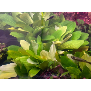 ЭХИНОДОРУС УРУГВАЙСКИЙ ТРИКОЛОР