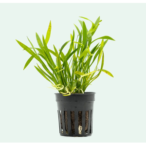 ЭХИНОДОРУС НЕЖНЫЙ - Echinodorus tenellus