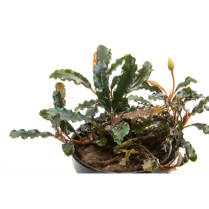 БУЦЕФАЛАНДРА ТИТАН - Bucephalandra Titan