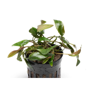 КРИПТОКОРИНА АССОРТИ