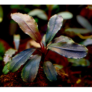 БУЦЕФАЛАНДРА БРАУНИ КАПУАС - bucephalandra kapuas brownie