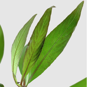 ГИГРОФИЛА КОРИМБОЗА ЛИМОННИК - Hygrophila corymbosa