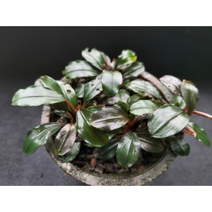 БУЦЕФАЛАНДРА АЛАМАНДА - Bucephalandra alamanda