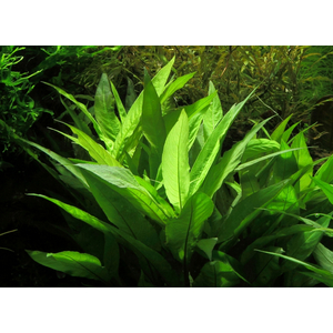 ГИГРОФИЛА КОРИМБОЗА ЛИМОННИК - Hygrophila corymbosa