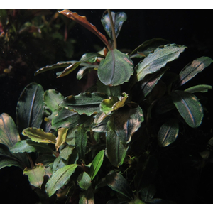 БУЦЕФАЛАНДРА ЦЕННАЯ - Bucephalandra Cherish