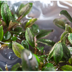 БУЦЕФАЛАНДРА КРАСНАЯ МИНИ - Bucephalandra red mini